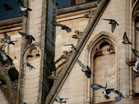 a flock of birds flying over a tall building