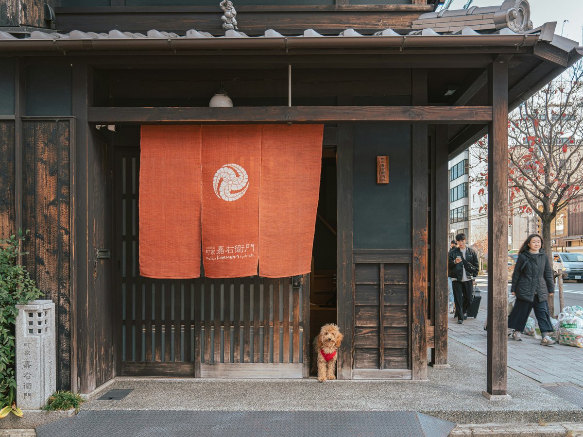 a dog is standing in the doorway of a building