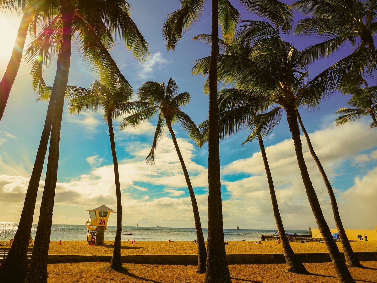 Palm trees frame a sunny beach scene.