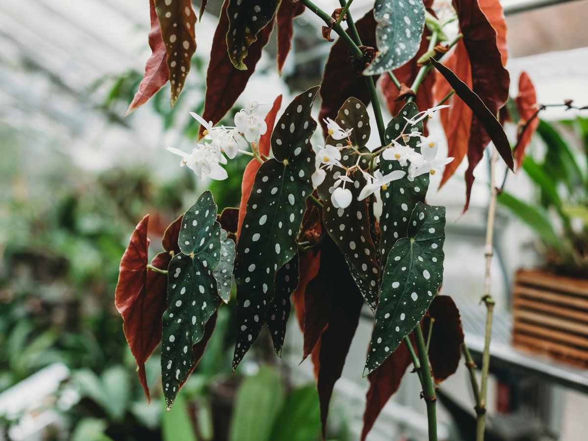 a close up of a plant in a greenhouse