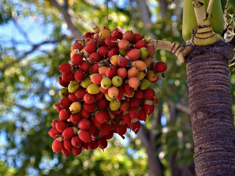 Bunch of colorful palm tree fruits hanging down