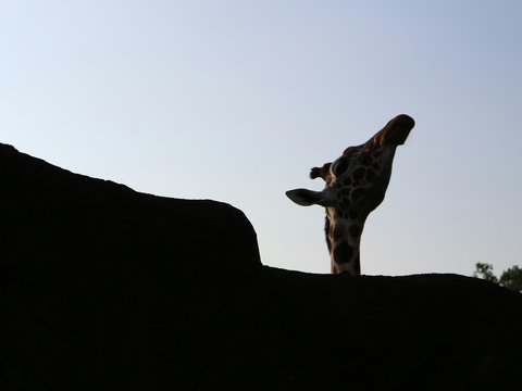 A giraffe standing on top of a hill
