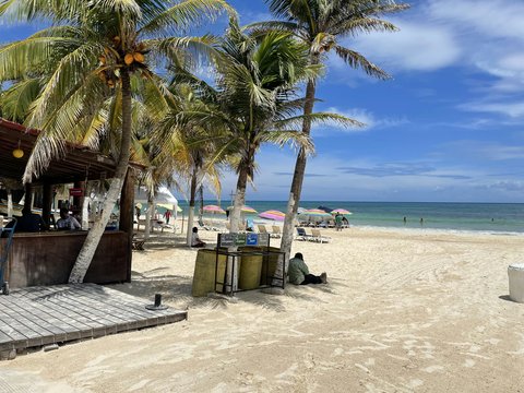 a beach with palm trees and people sitting under umbrellas