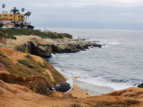 A seagull sitting on top of a sandy beach next to the ocean
