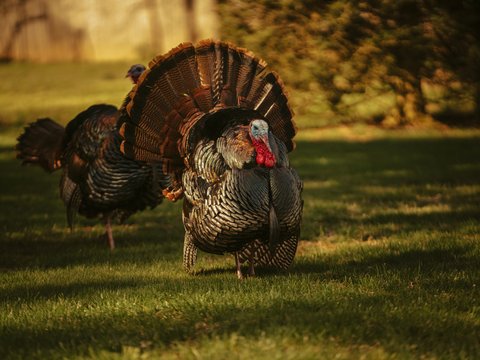 black and white rooster on green grass field during daytime