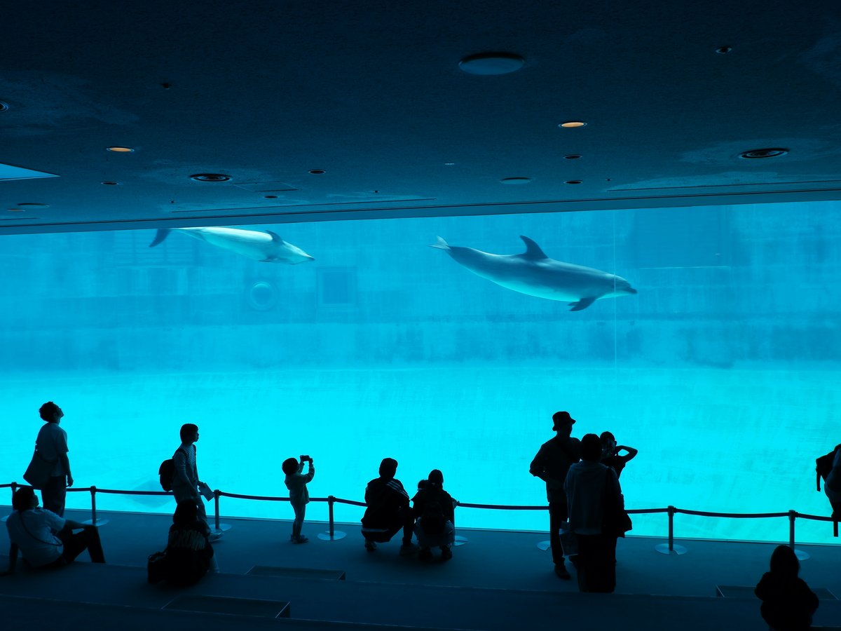 Dolphins swim in a large aquarium with onlookers