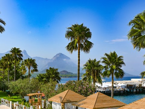 a pool with palm trees and a mountain in the background