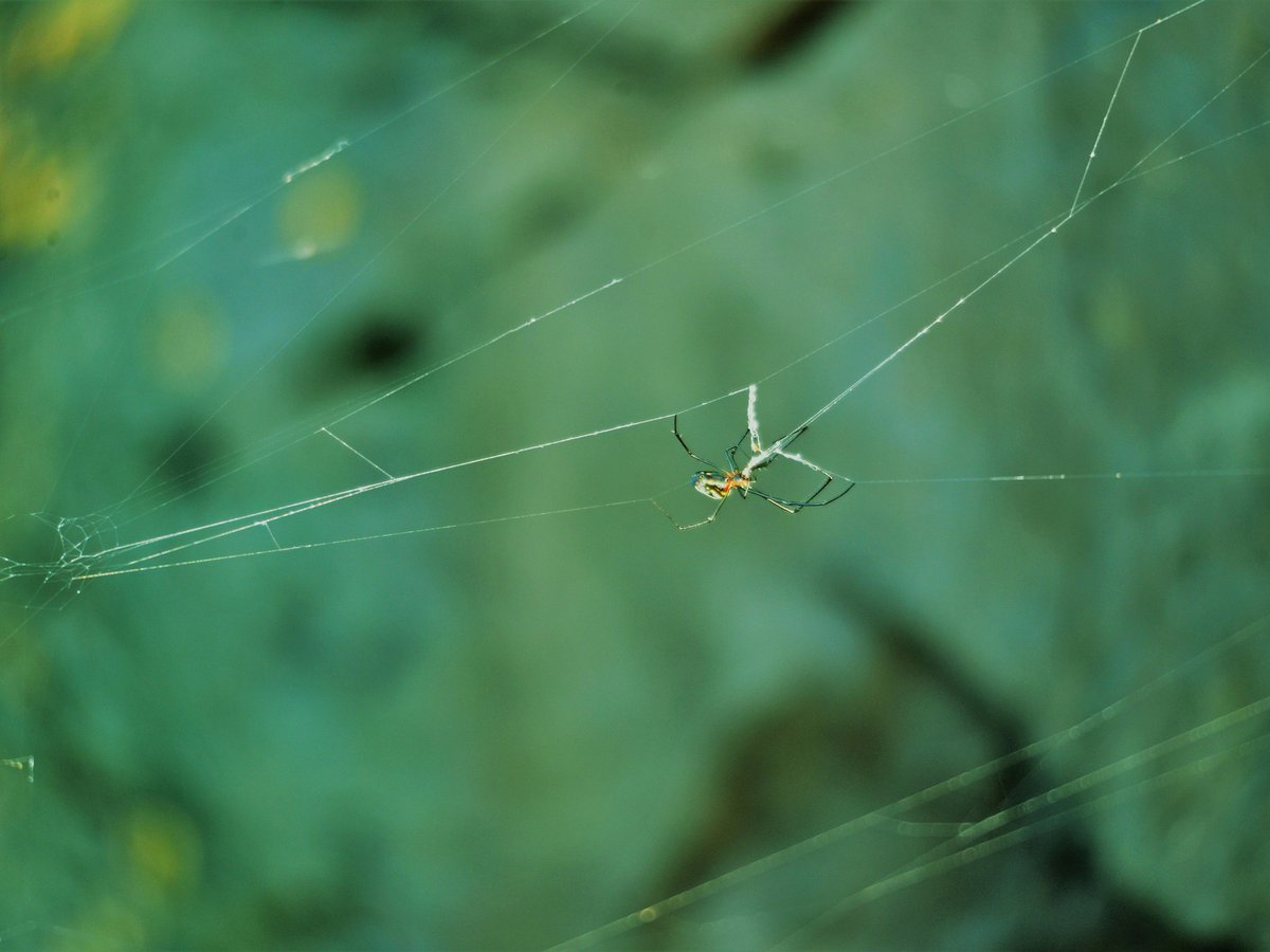 a spider on a web