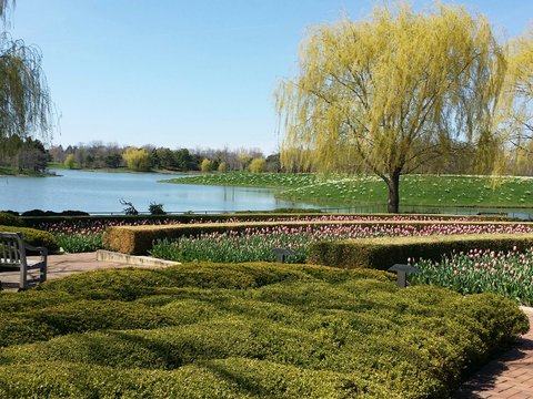 A beautiful garden with a lake and weeping willow trees