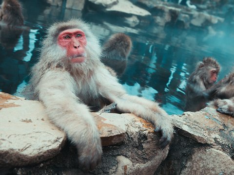 monkey on body of water at daytime