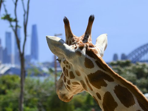 a close up of a giraffe with a city in the background
