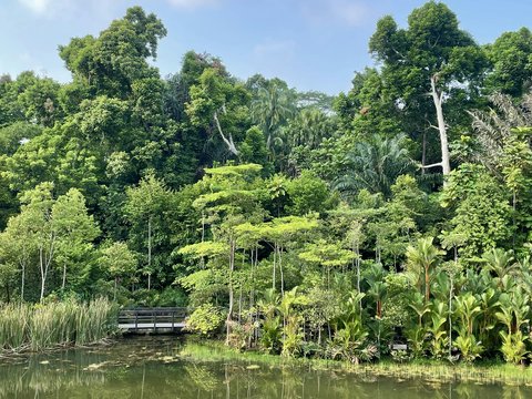 a body of water surrounded by lush green trees
