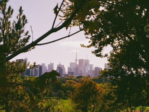 City skyline seen through autumn trees