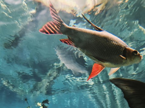 A group of people swimming in a large aquarium
