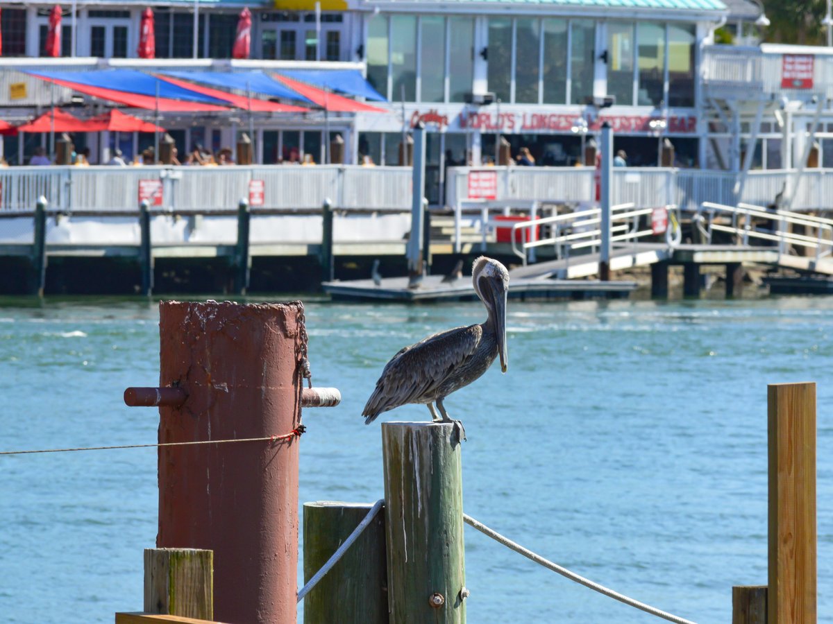 a bird on a post