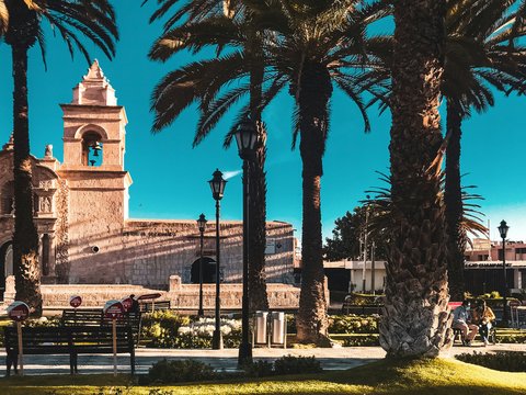 palm trees in front of a building with a clock tower
