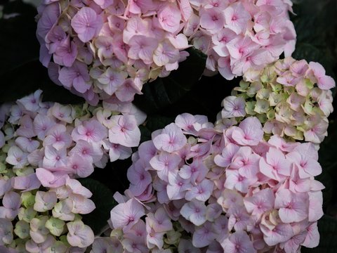 a close up of a bunch of pink flowers