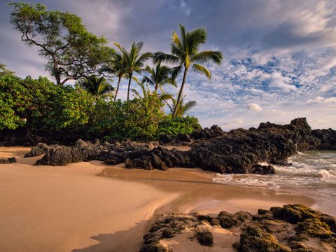green trees and stones on seaside