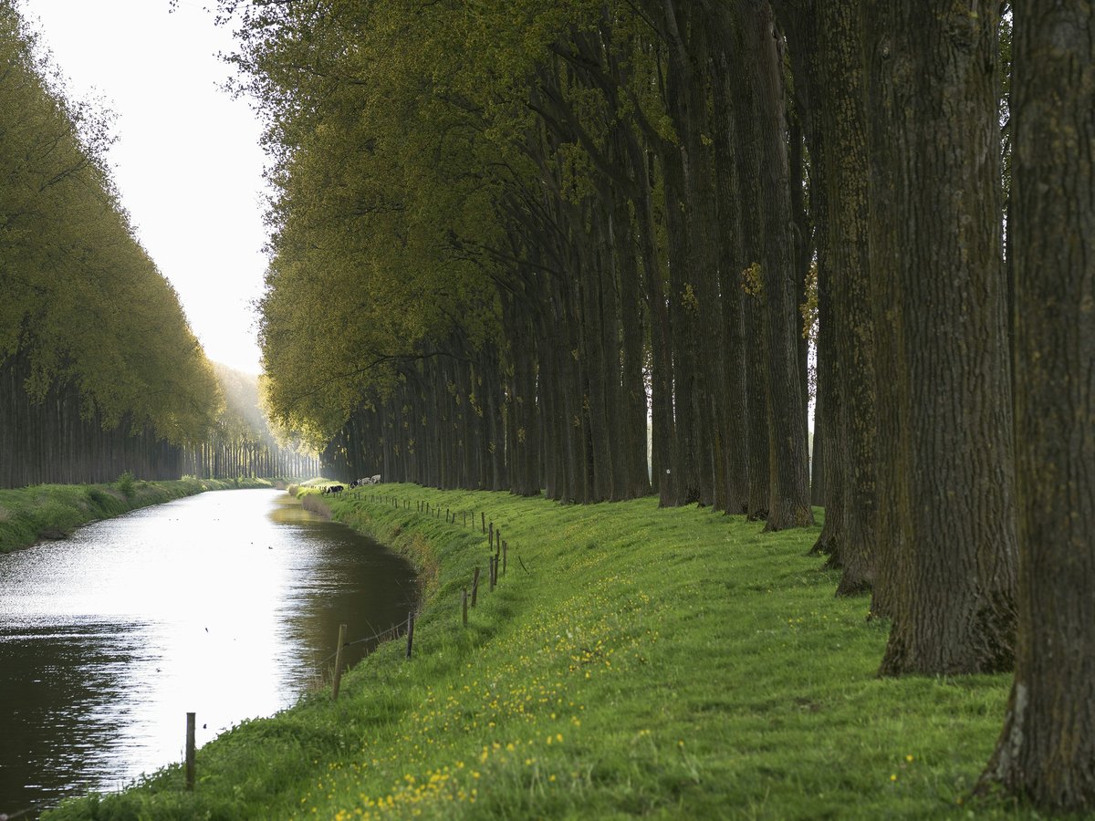 Canal bordered by tall trees and green grass