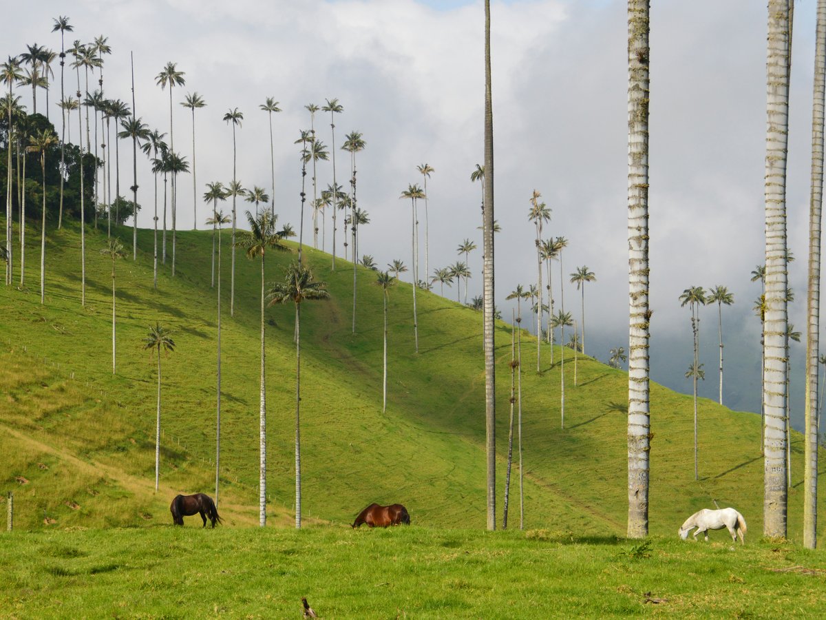 horses in forest