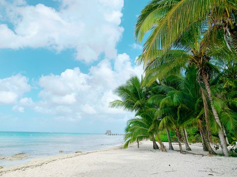 a beach with palm trees and the ocean in the background