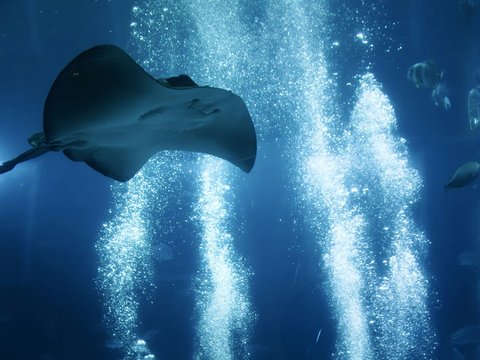 A stingray swims gracefully in blue water with rising bubbles.