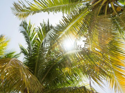 green coconut tree during daytime