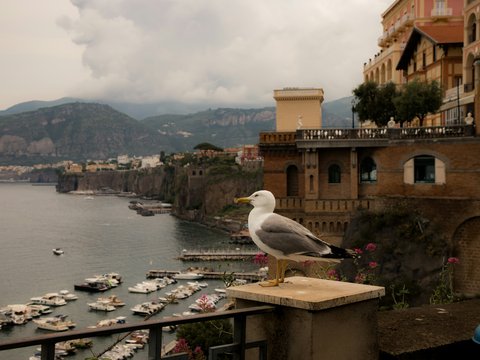 a seagull sitting on a ledge overlooking a harbor