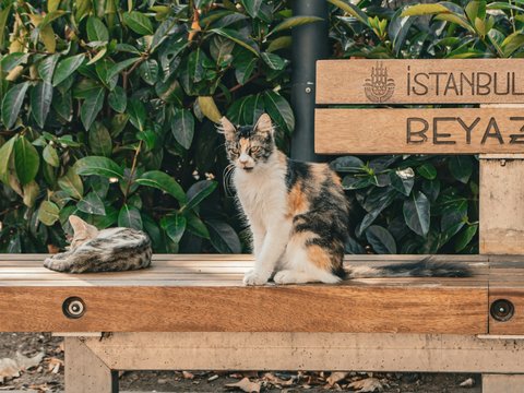 A calico cat sits on a wooden bench outdoors.