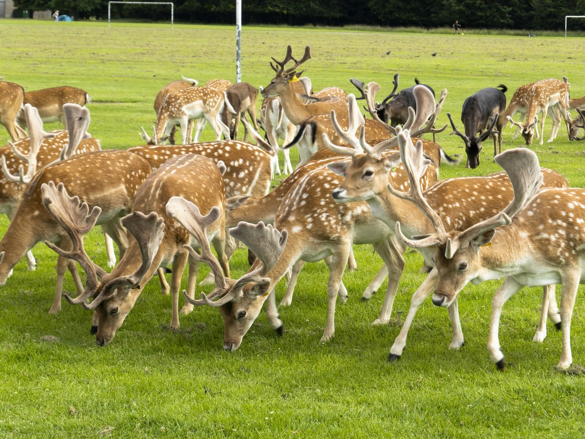 group of deer on green grass field during daytime