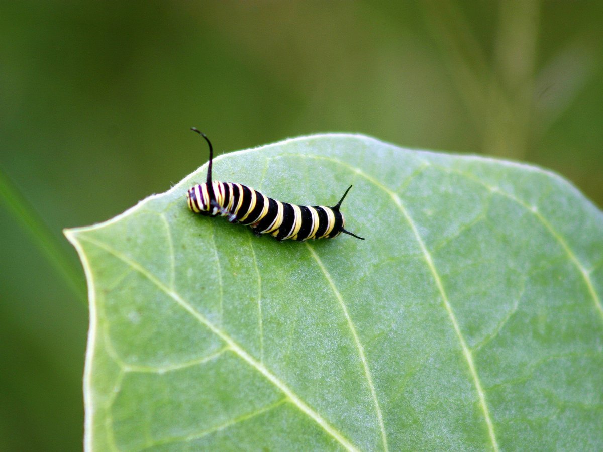a black and white caterpillar sitting on a green leaf