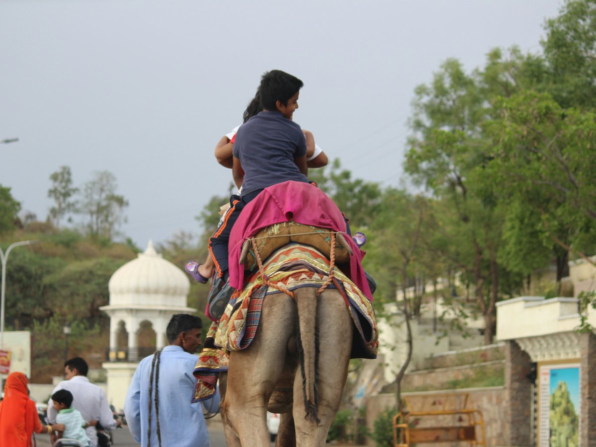 people riding on brown horse during daytime