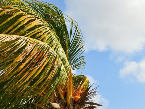 a palm tree with a blue sky in the background