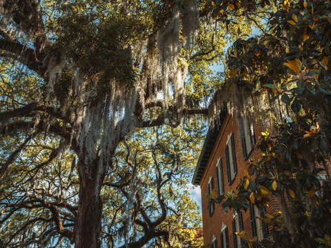 a tree with leaves next to a building