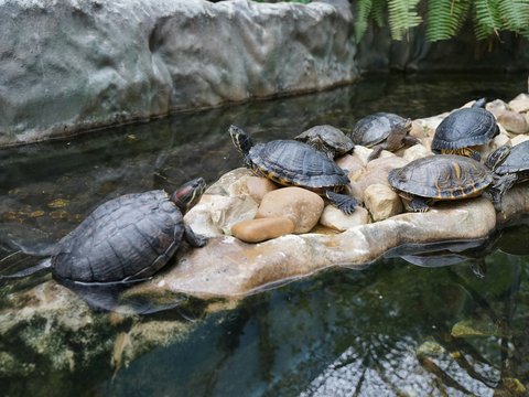 a group of turtles sitting on a rock in a pond