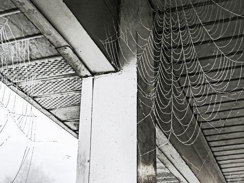 grayscale photo of web