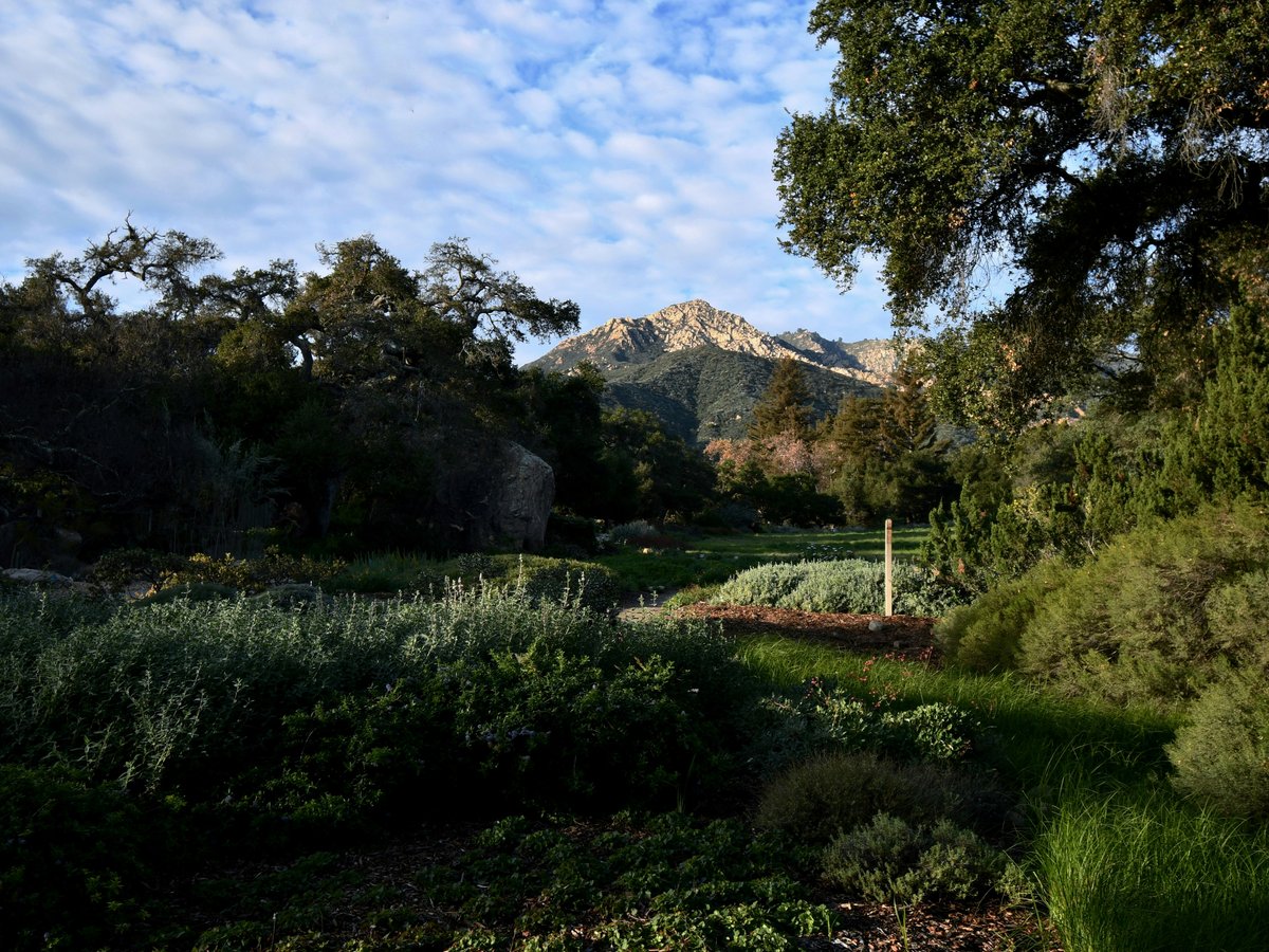 a lush green field with a mountain in the background