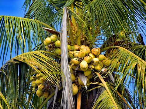 Cluster of coconuts hanging from a palm tree