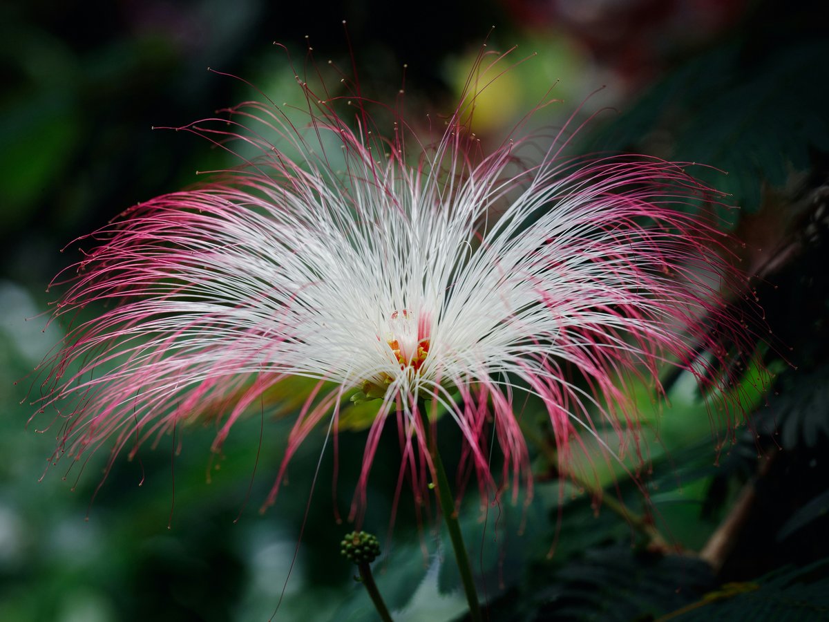 a white and pink flower with green leaves in the background