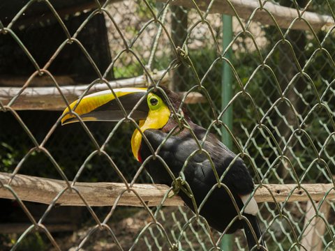 A toucan sits behind a metal fence.