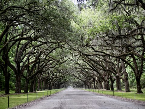 a road lined with trees lined with green grass