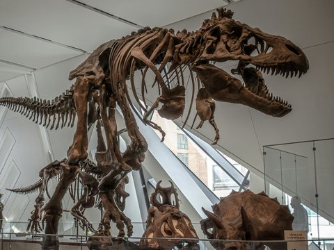 brown animal skeleton on glass roof