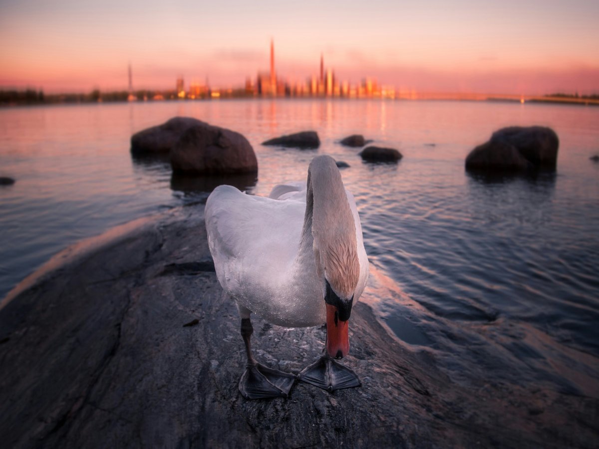 white swan on body of water during sunset