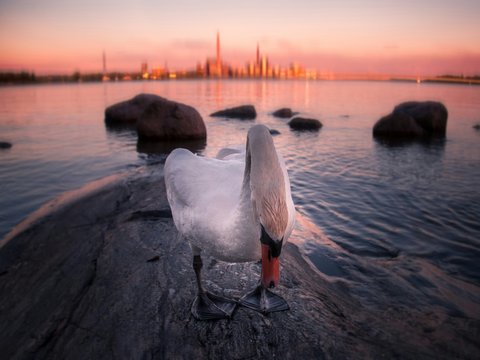 white swan on body of water during sunset
