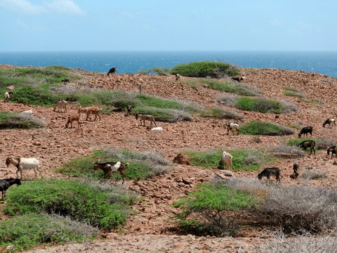a herd of goats grazing on a rocky hillside