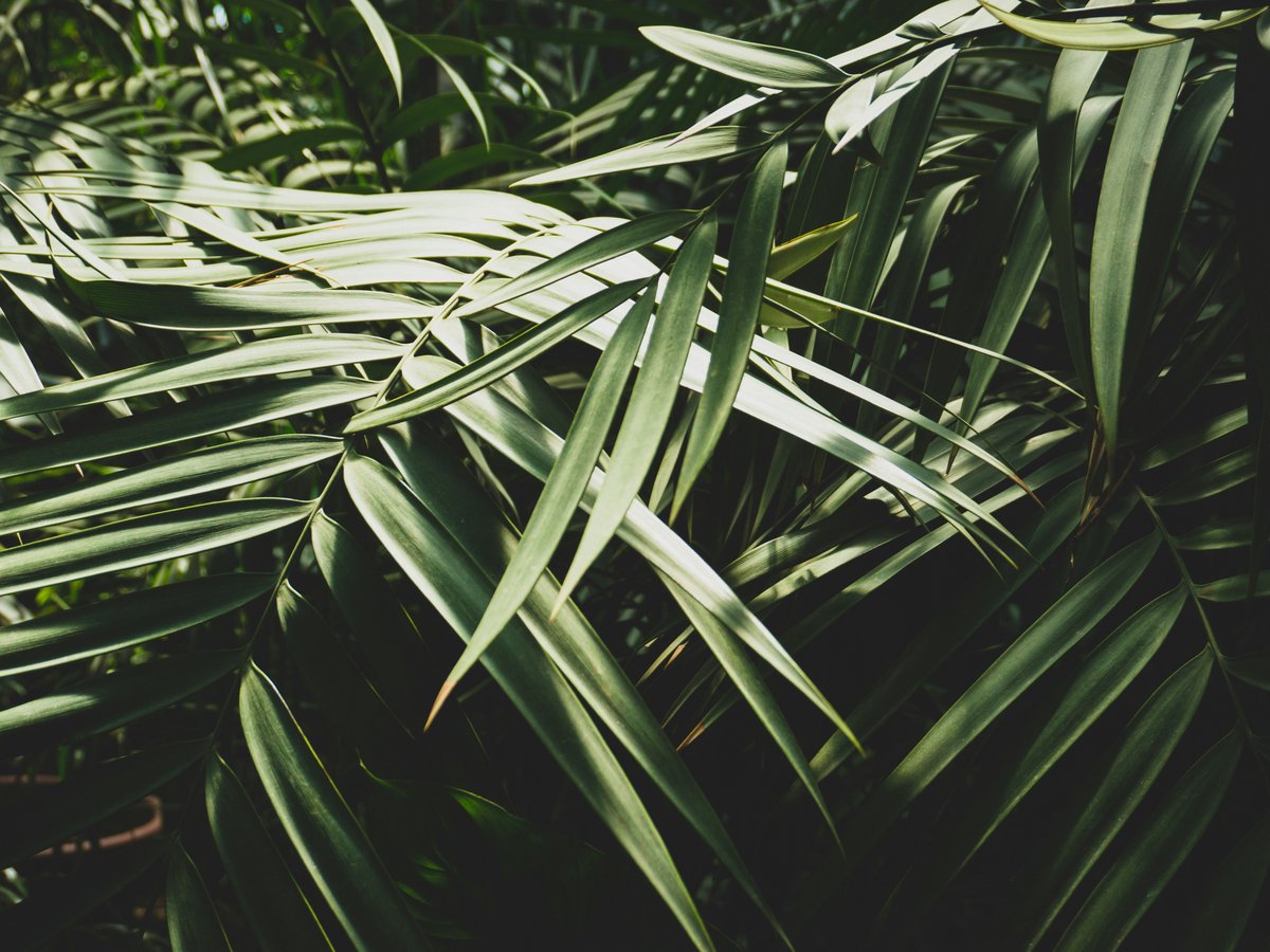 close up photo green trees