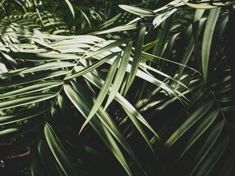 close up photo green trees