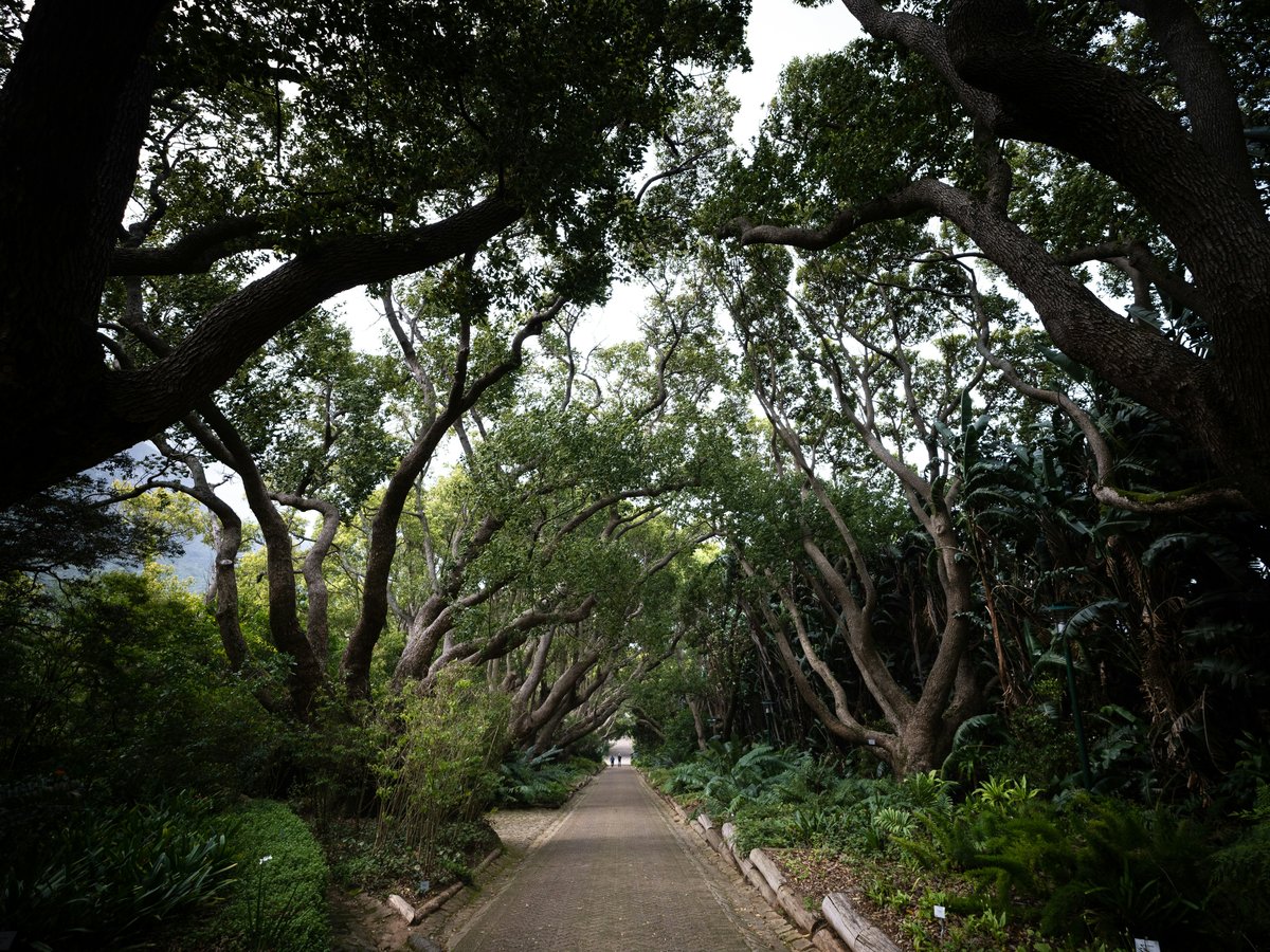 a road with trees on either side