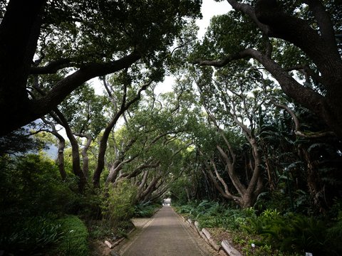 a road with trees on either side