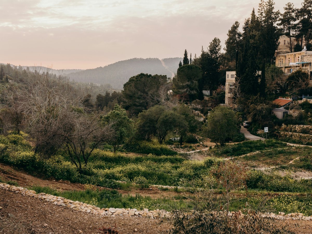 a view of a hillside with trees and buildings in the distance